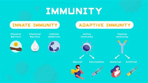 Innate vs Adaptive Immunity | Technology Networks