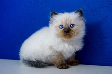 19 Ragdoll Kittens Near Me Collection – Pet My Favourite