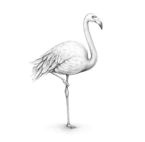 Flamingo Drawing, Pencil, Sketch, Colorful, Realistic Art Images | Drawing Skill