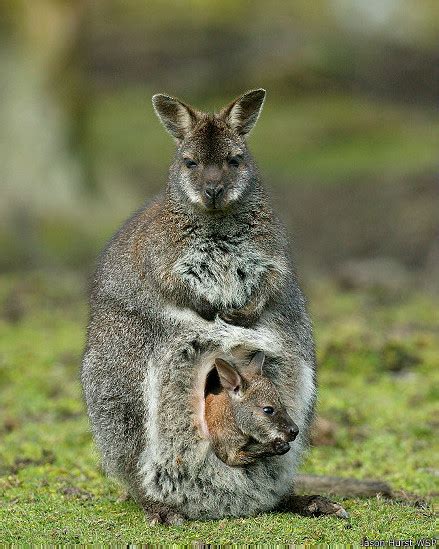 Fotos de animales salvajes bebés - Imagui