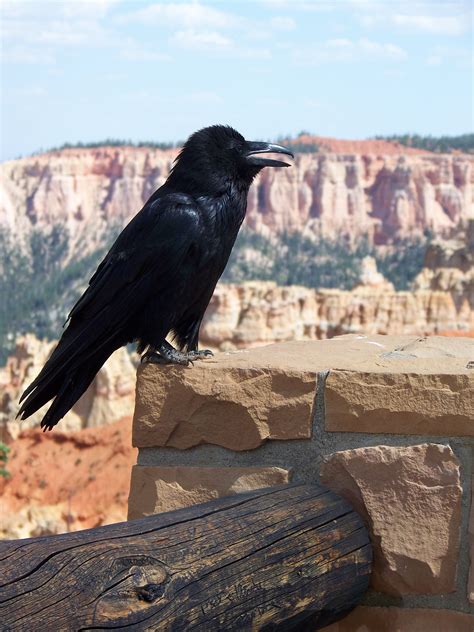 Raven - Bryce Canyon | Nature photography, Animals, Bryce canyon