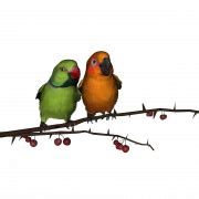 Love Birds PNG Picture | PNG All