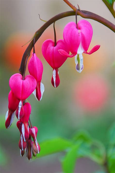 How to Grow Bleeding Hearts | Gardener’s Path