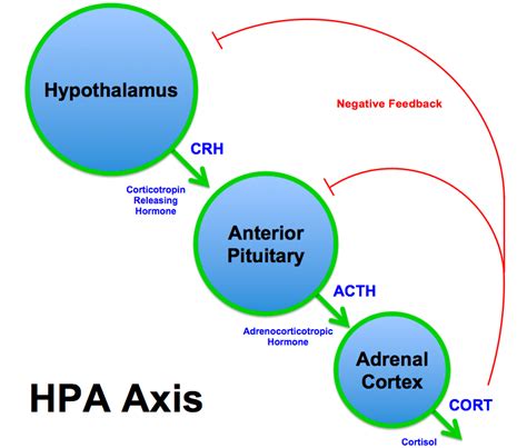 Addison's disease pathophysiology - wikidoc