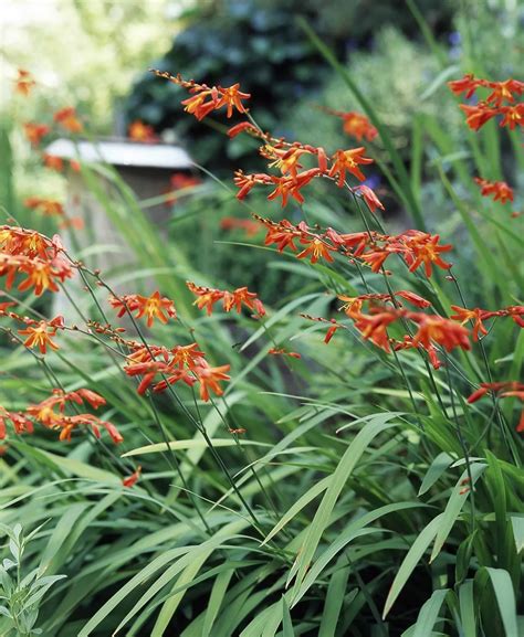 Planting and Nurturing Crocosmia: The Ultimate Guide