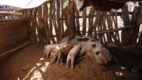 African swine fever outbreak must galvanize vaccine efforts | IDRC - International Development ...