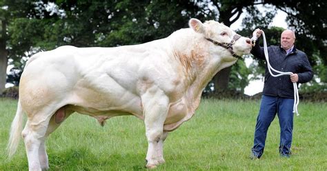 Meet Britain's biggest bull – a two tonne beast that could make enough meat for 45,000 Big Macs ...