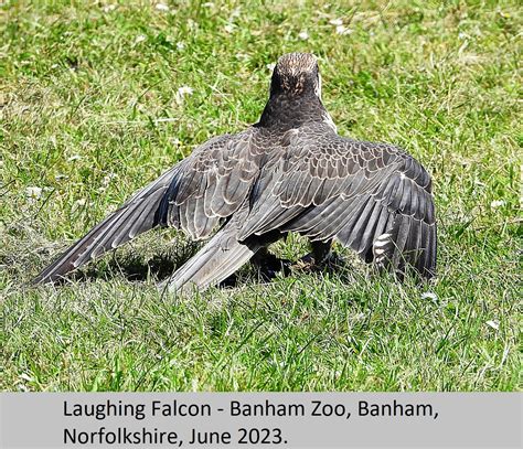 Laughing Falcon