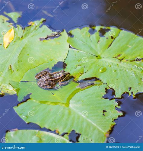 Frog sitting on leaf stock photo. Image of park, outdoors - 48707700