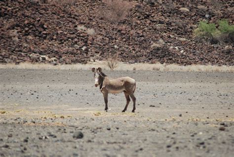 Chalbi desert animals