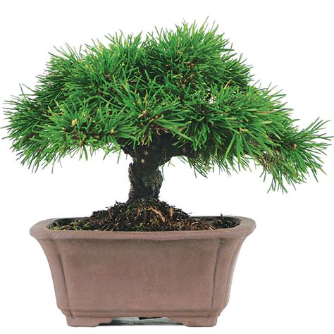 Dwarf Mugo Bonsai Care