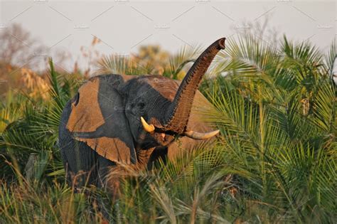 Elephant loxodonta africana containing botswana, loxodonta africana ...