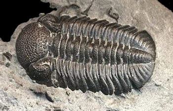 Trilobite Fossil Gallery: Facts and Information about Trilobites ...