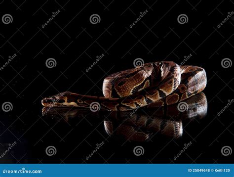 Beautiful Snake. Baby Anaconda Stock Photo - Image: 25049648