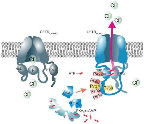 Frontiers | Role of Protein Kinase A-Mediated Phosphorylation in CFTR ...