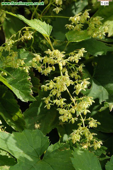 Humulus lupulus, picture 7 of 24