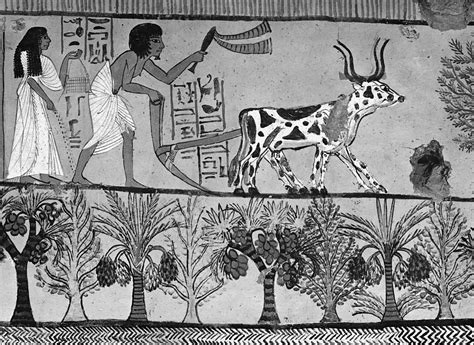 Ancient Egyptian Agriculture