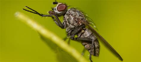 Why do you never see a baby housefly? | Office for Science and Society - McGill University