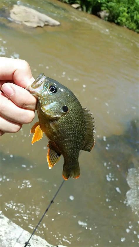 What Do Sunfish Eat In Ponds? | Fishin Money- Fishing Tips