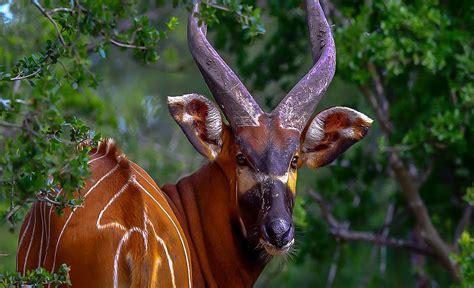 Der faszinierende Bongo afrikanischer Wälder | Discover Afrika