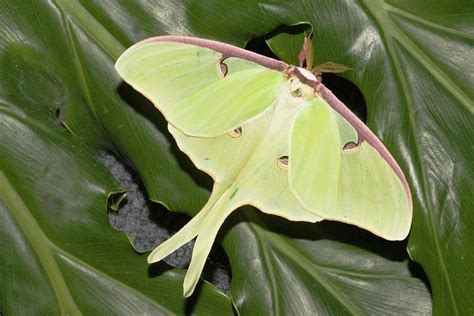 Luna Moth (actias Luna Photograph by Piperanne Worcester - Pixels