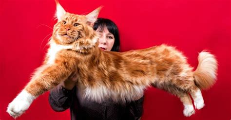 maine coon