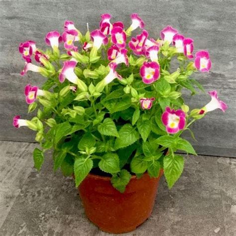 Buy Torenia (Pink) - Plant online from Nurserylive at lowest price.