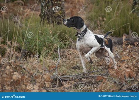 Hunting Dog, Pointer Breed, Pointing Stock Photo - Image of pheasant, beauty: 141979166