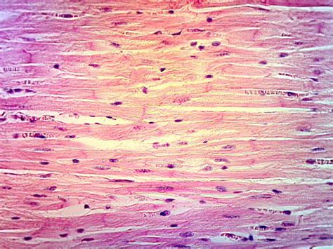 Cardiac Muscle Tissue | Human anatomy and physiology, Cells and tissues, Loose connective tissue