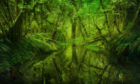 Paradise Forest (2008) | Olympic Rain Forest, Washington | Marc Adamus ...