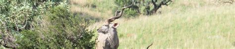 Trophy Kudu Hunting In South Africa | Big Game Hunting Adventures