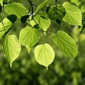 Linden Tree Pictures, Photos & Information on Linden Trees