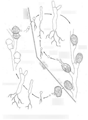 Exam 2: Chytridiomycota Life Cycle - Allomyces Diagram | Quizlet