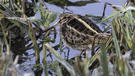 Jack snipe | The Wildlife Trusts