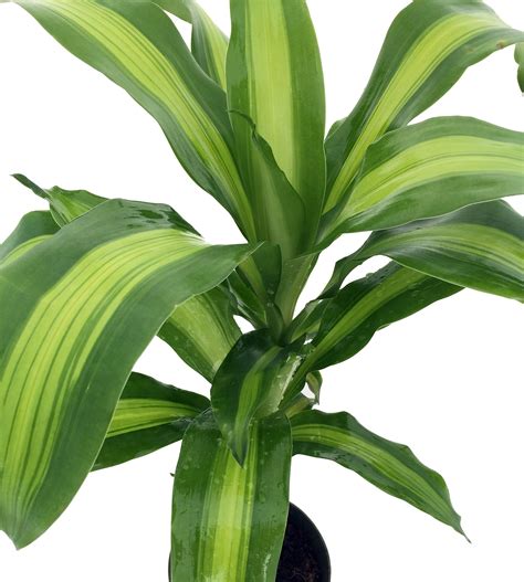 Plants Fruits Tree Herbs - Live Tropical House Plants -outdoor planters ...