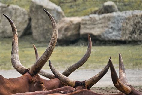 Watussi Cattle stock image. Image of spots, savannah, wilderness - 1612777