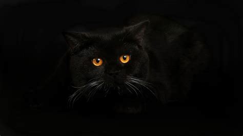 Wallpapers Black Cat - Wallpaper Cave