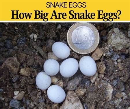 How Big are Snake Eggs (What do they Look Like?) - Pests Hero