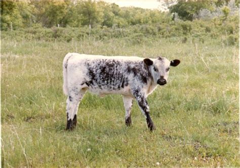 Speckle Park Cattle - The Original Breed