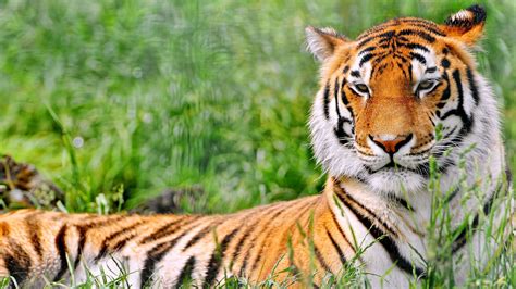 tiger, grass, predator, lying, 4k HD Wallpaper