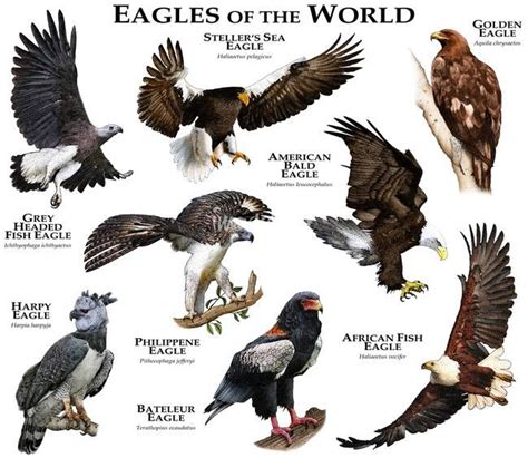 Pin by Falco Sparverius on Raptors | Types of eagles, Pet birds, Bald eagle