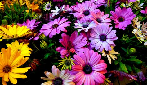 Spring Floral Desktop Wallpapers - Top Free Spring Floral Desktop Backgrounds - WallpaperAccess