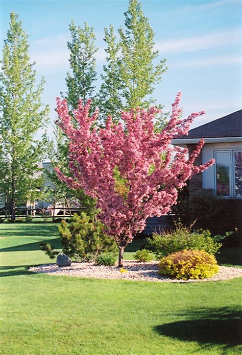 Thunderchild Flowering Crab (Malus 'Thunderchild') in Strathmore Calgary Drumheller Brooks ...