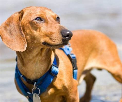 7 Best Harnesses For Dachshunds (2023 Buyer's Guide)