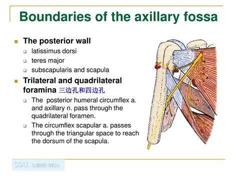 Contents Of Axillary Fossa / Anatomy of Axilla and It's contents. - Love to Study MBBS ...