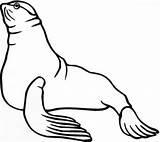 Foca De Desenho Para Colorir Imprimir E Desenhar  ColoringlibCom sketch template