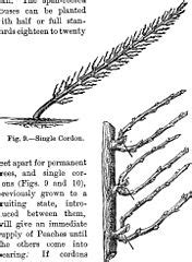 Category:Cassell's popular gardening (1884) - Wikimedia Commons