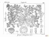 Grangea Maderaspatana coloring page  Free Printable Coloring Pages sketch template