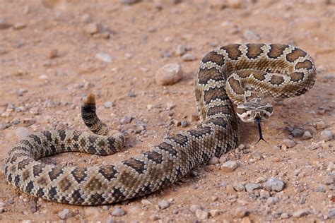 Top 10 Venomous North American Snakes » Petsoid