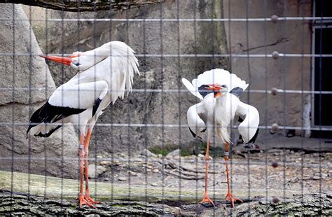 On the Grid : Lincoln Park Zoo